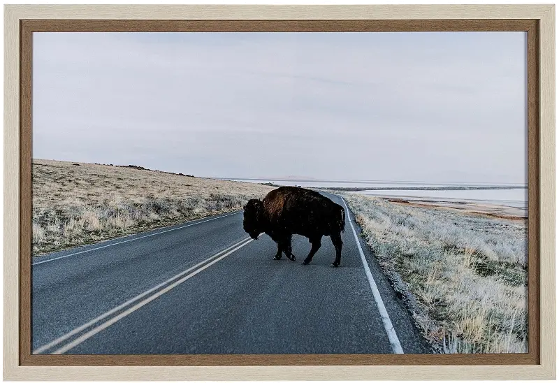 Bison Crossing Framed Art