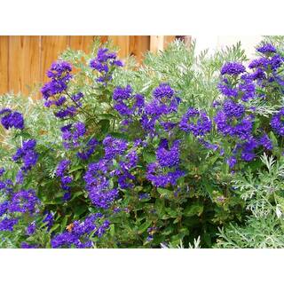 Online Orchards 1 Gal. Dark Knight Bluebeard Flowering Shrub with Highly Fragrant Deep Blue Late Summer Blossoms SBBL001