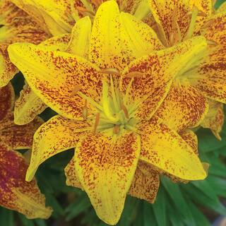 Vigoro 1.5 PT Lily 'Tiny Nugget' Yellow Perennial Plant 1007427010