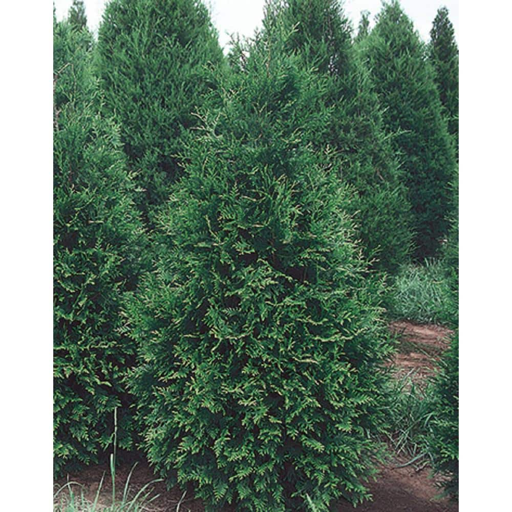 BELL NURSERY 3 Gal. Green Giant Arborvitae (Thuja) Live Evergreen Shrub THUJA3GRG1PK