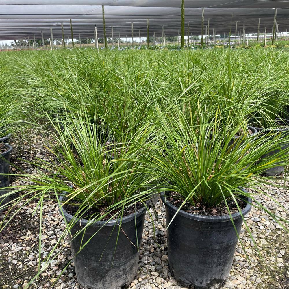 Alder  Oak #5 Container Dwarf Mat Rush Shrub (2-Pack) LOBE05