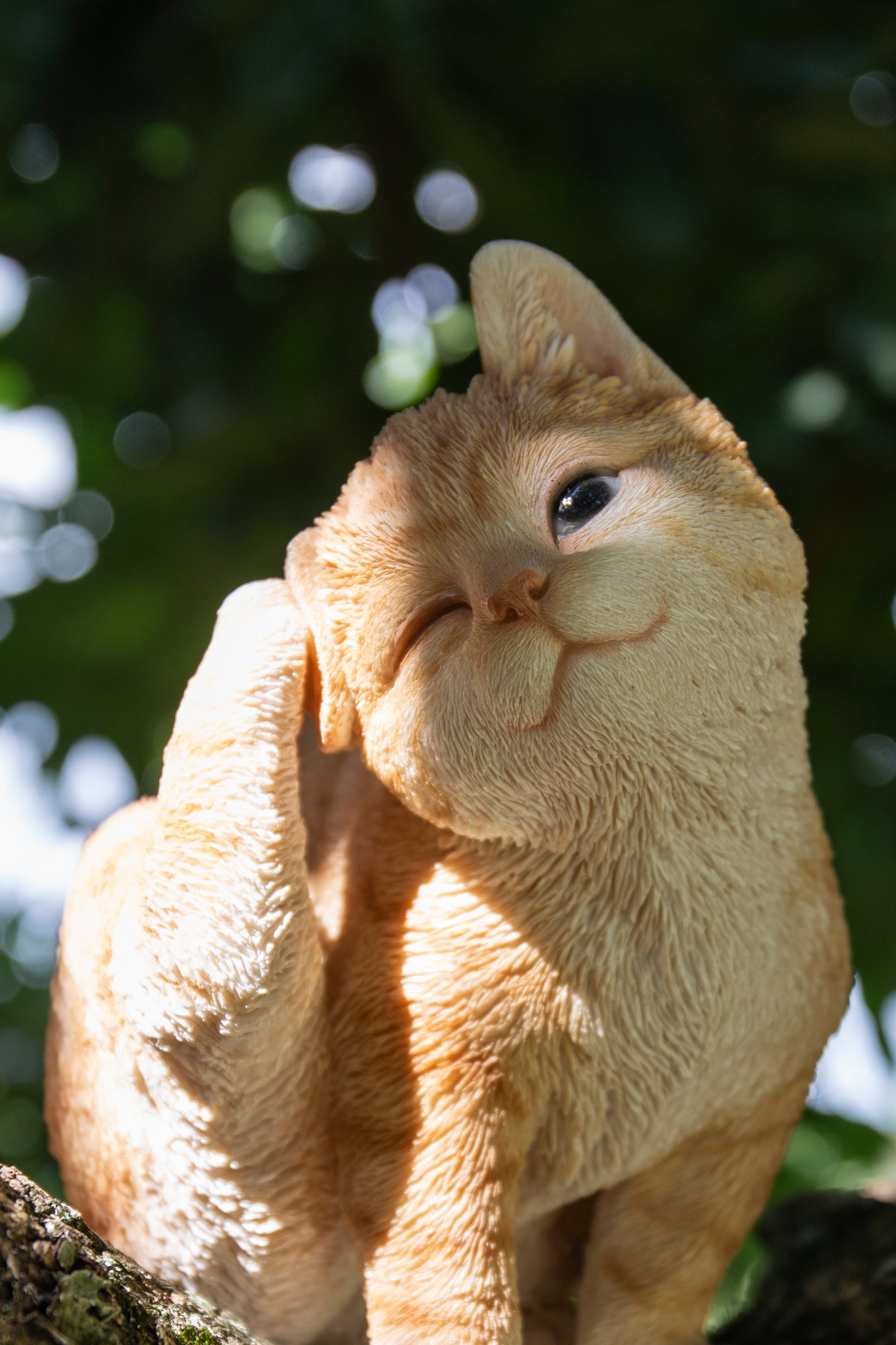 YELLOW CAT SCRATCHING EAR