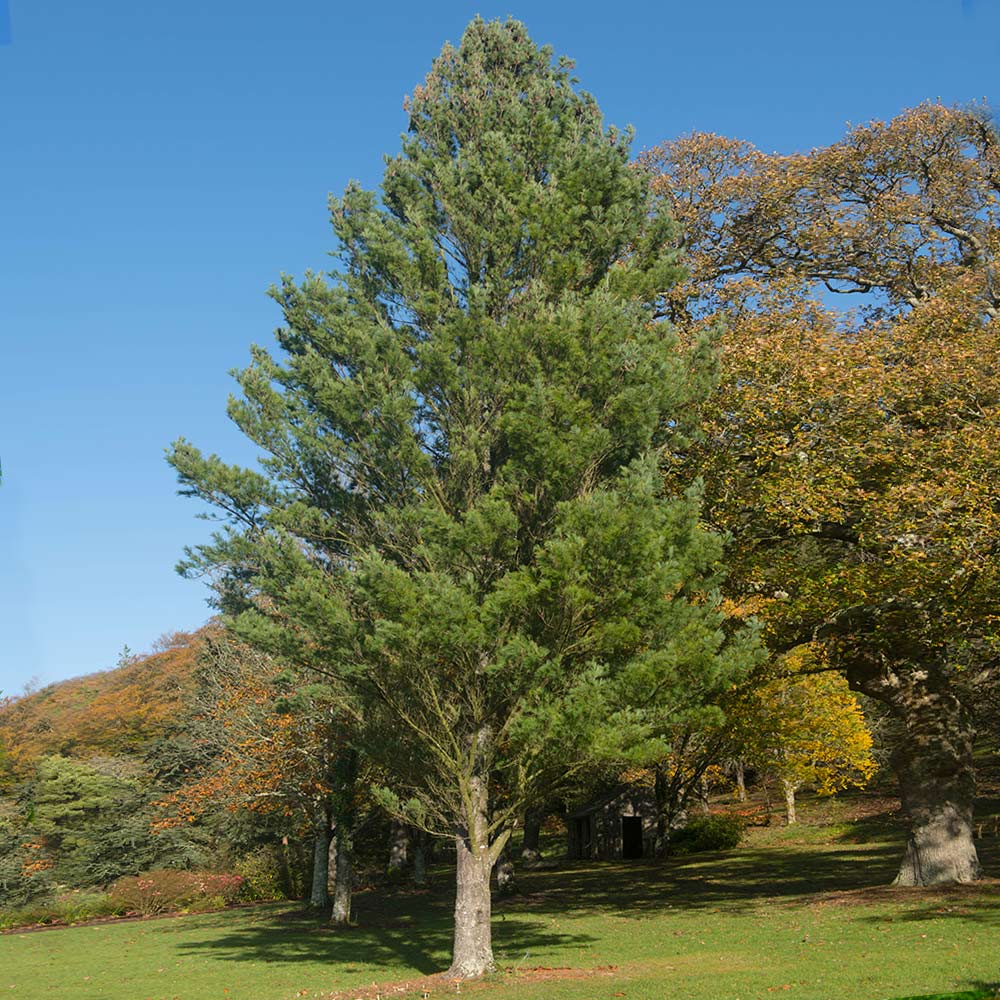 Eastern White Pine Tree