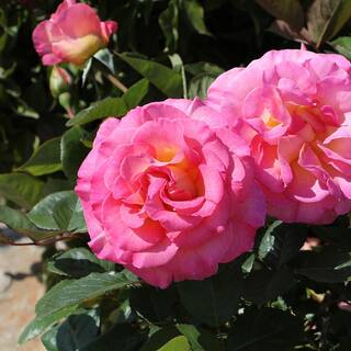 ALTMAN PLANTS My Bouquet 8 qt. Rose Pink and Gold Blossom (Julie Andrews) 0872930