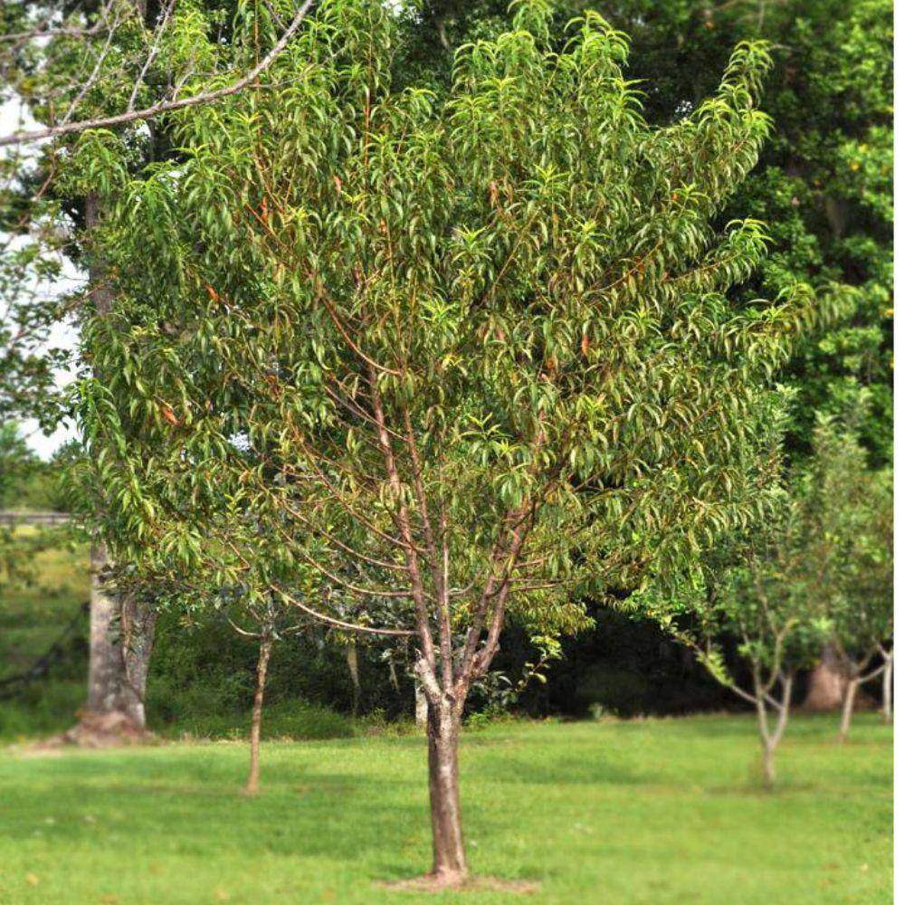 Southern Living 5 Gal. Red June Peach Tree PCHRJU05G