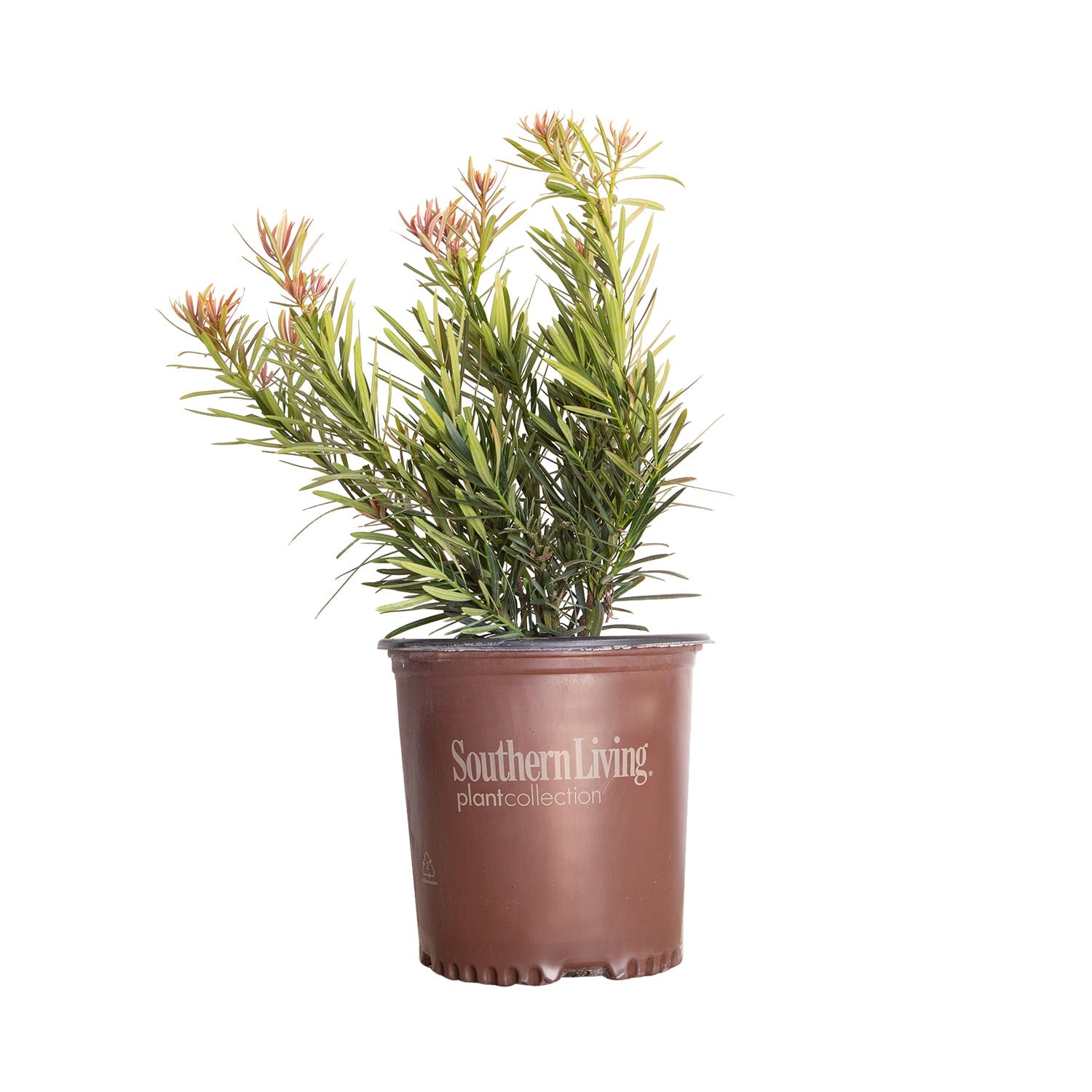 Mood Ring Podocarpus (2 Gallon) Evergreen Shrubs with Bronzy-Pink New Growth - Full Sun to Part Shade Live Outdoor Plant - Southern Living Plant Collection