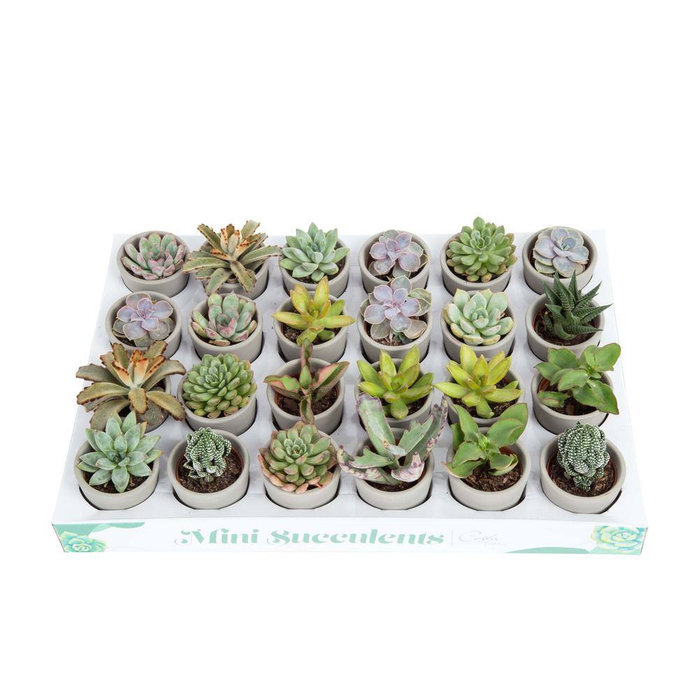 Costa Farms Mini Indoor Succulent Plants in 2 in. Ceramic Pots and Tray Avg. Shipping Height 2 in. Tall (48-Pack) CO.2SUCTRAY48