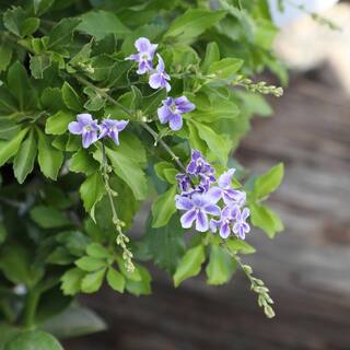 ALTMAN PLANTS Lone Star Growers 8 qt. Skyflower shrub (Duranta Erecta Sweet Memories) Purple blooms 0872605