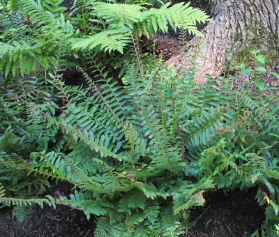 Classy Groundcovers - Polystichum acrostichoides Nephrodium acrostichoides {10 Bare Root Plants}