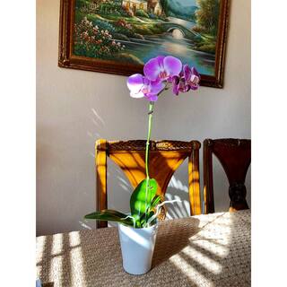 4 in. Phalaenopsis Orchid in Grower Pot PHAL4BLOOM