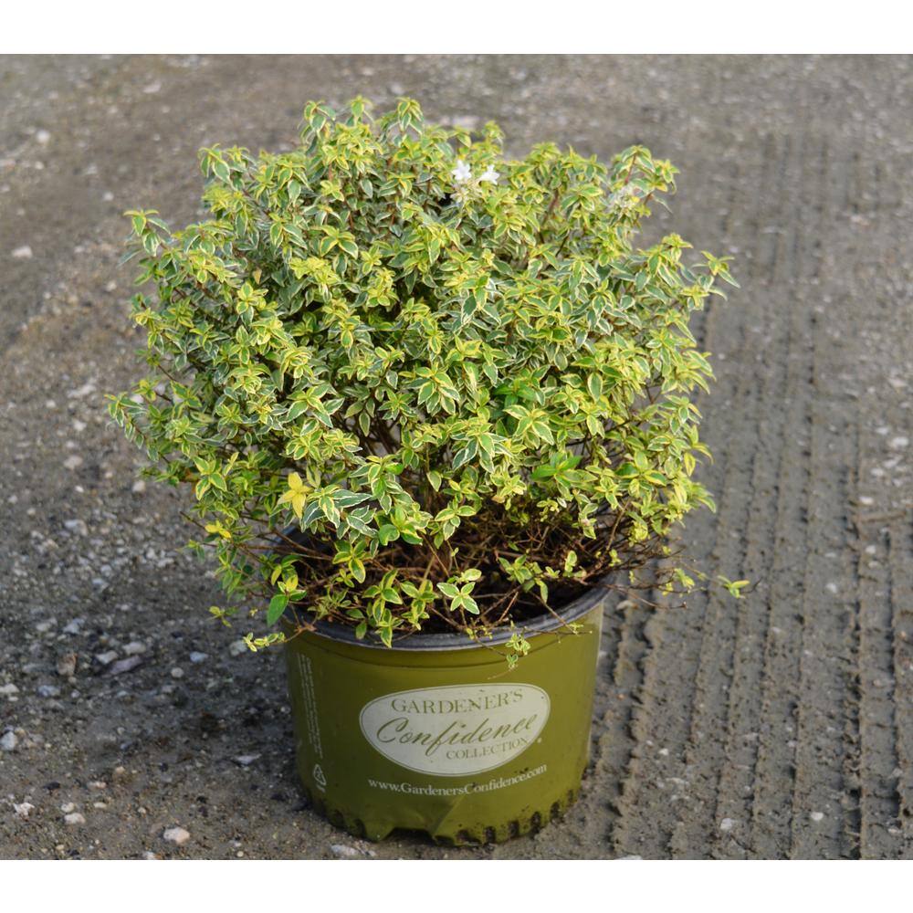 Vigoro 3G Radiance Abelia Plant with Cream-Edged Bright Green Leaves That Blooms with Masses of Fragrant White Flowers 10011