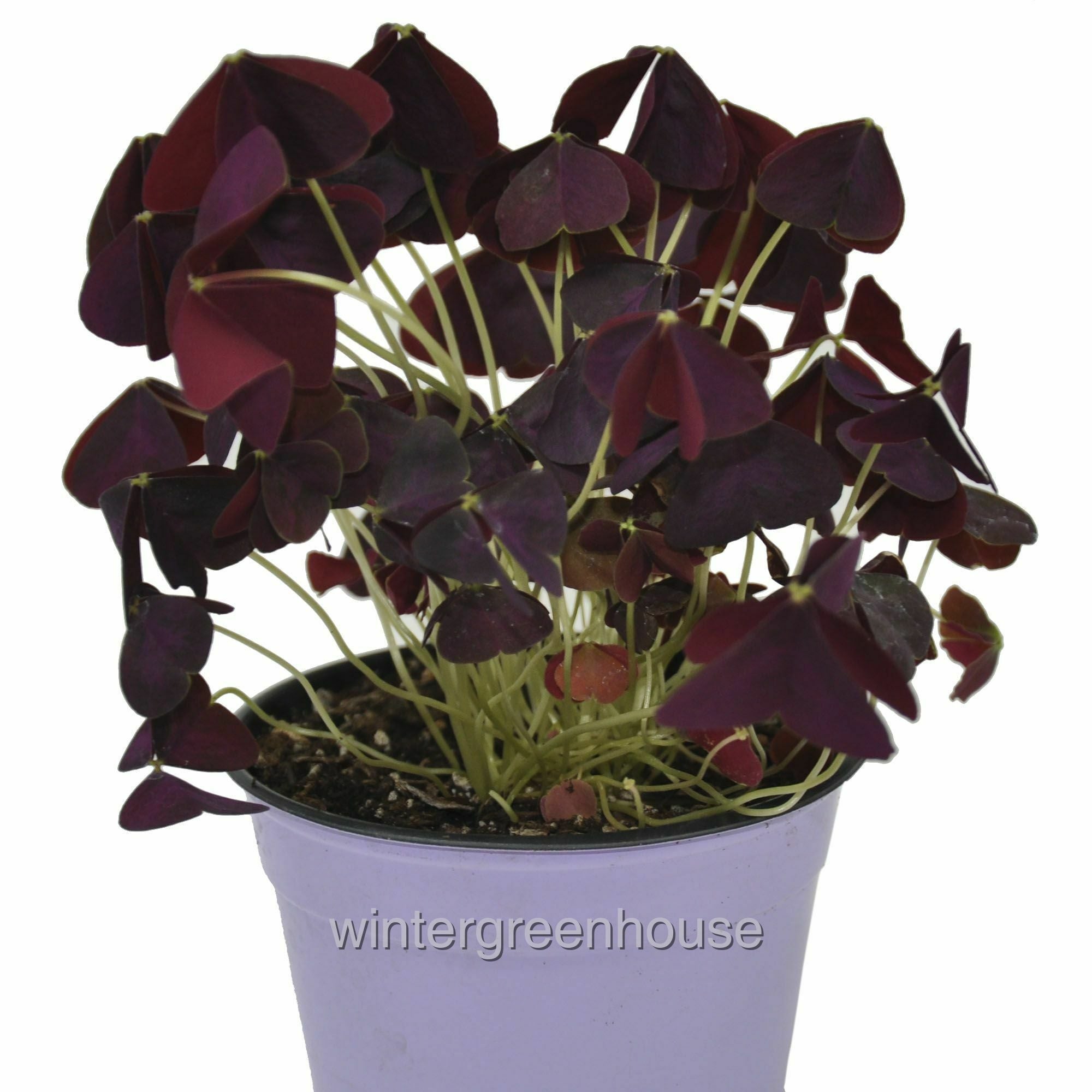 Oxalis Triangularis Charmed Wine - Pot Size: 4