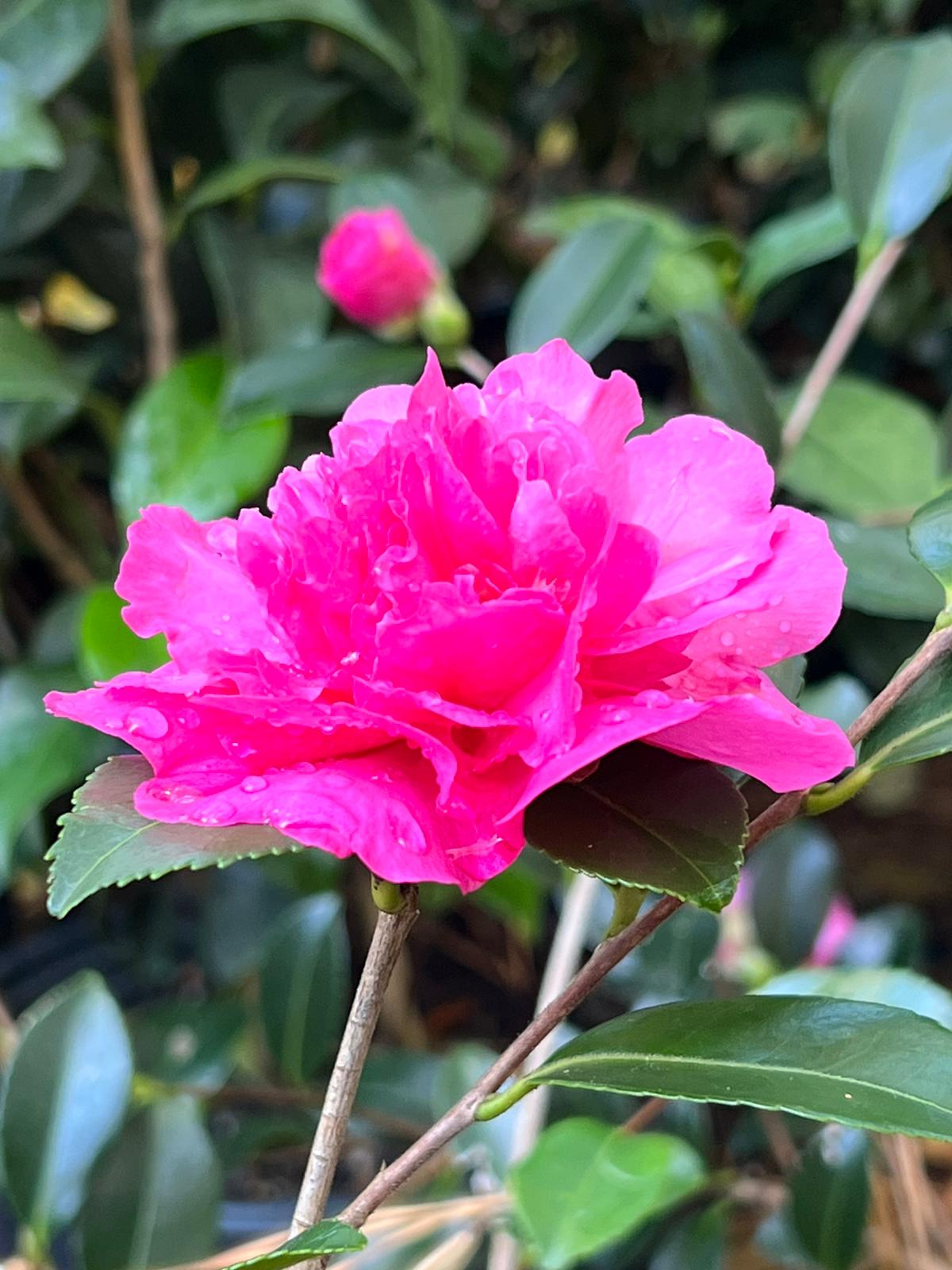 Sparkling Burgundy Camellia