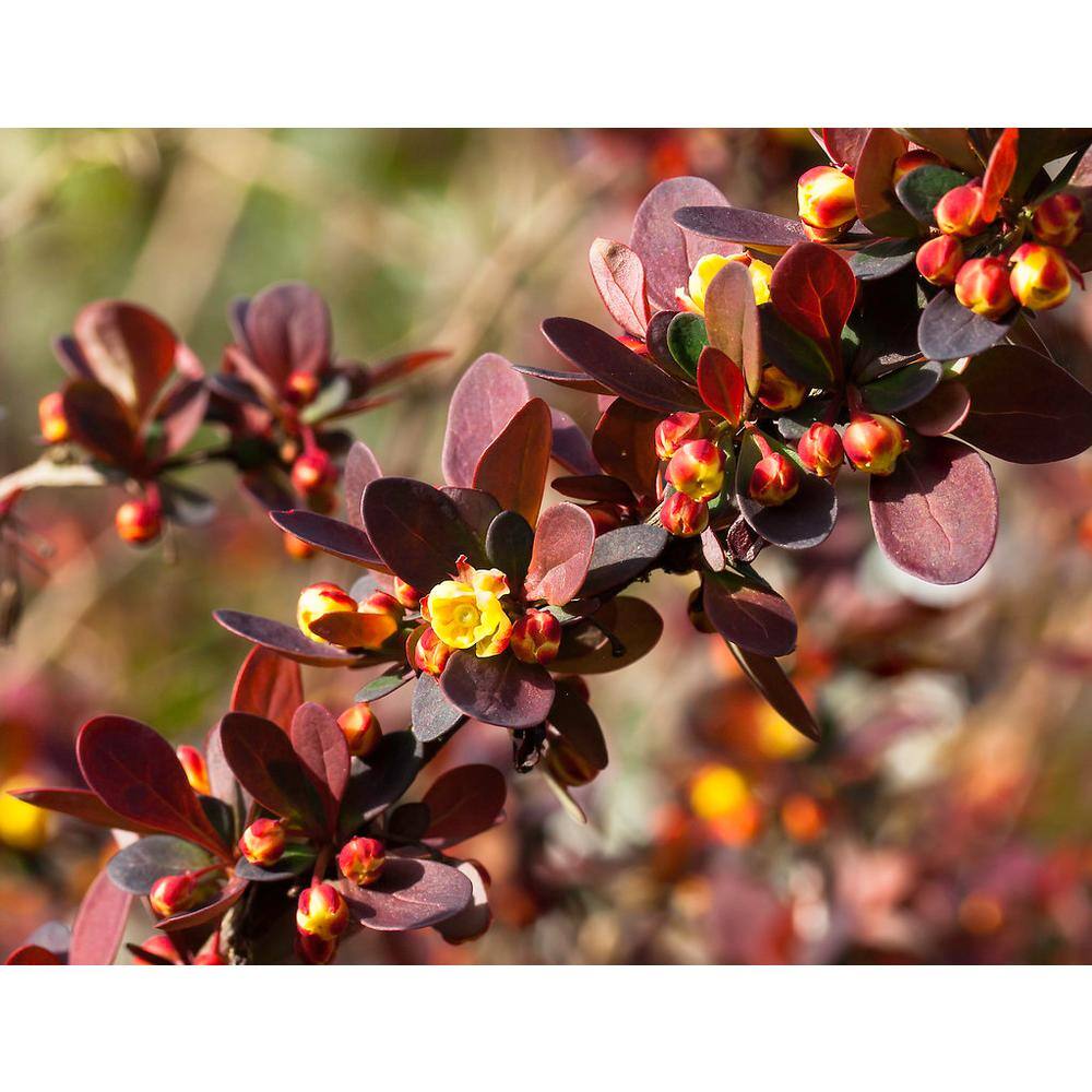 Online Orchards 1 Gal. Rose Glow Barberry Shrub Deep Purple Foliage Naturally Mottled with Rosepink Splashes SBBB003