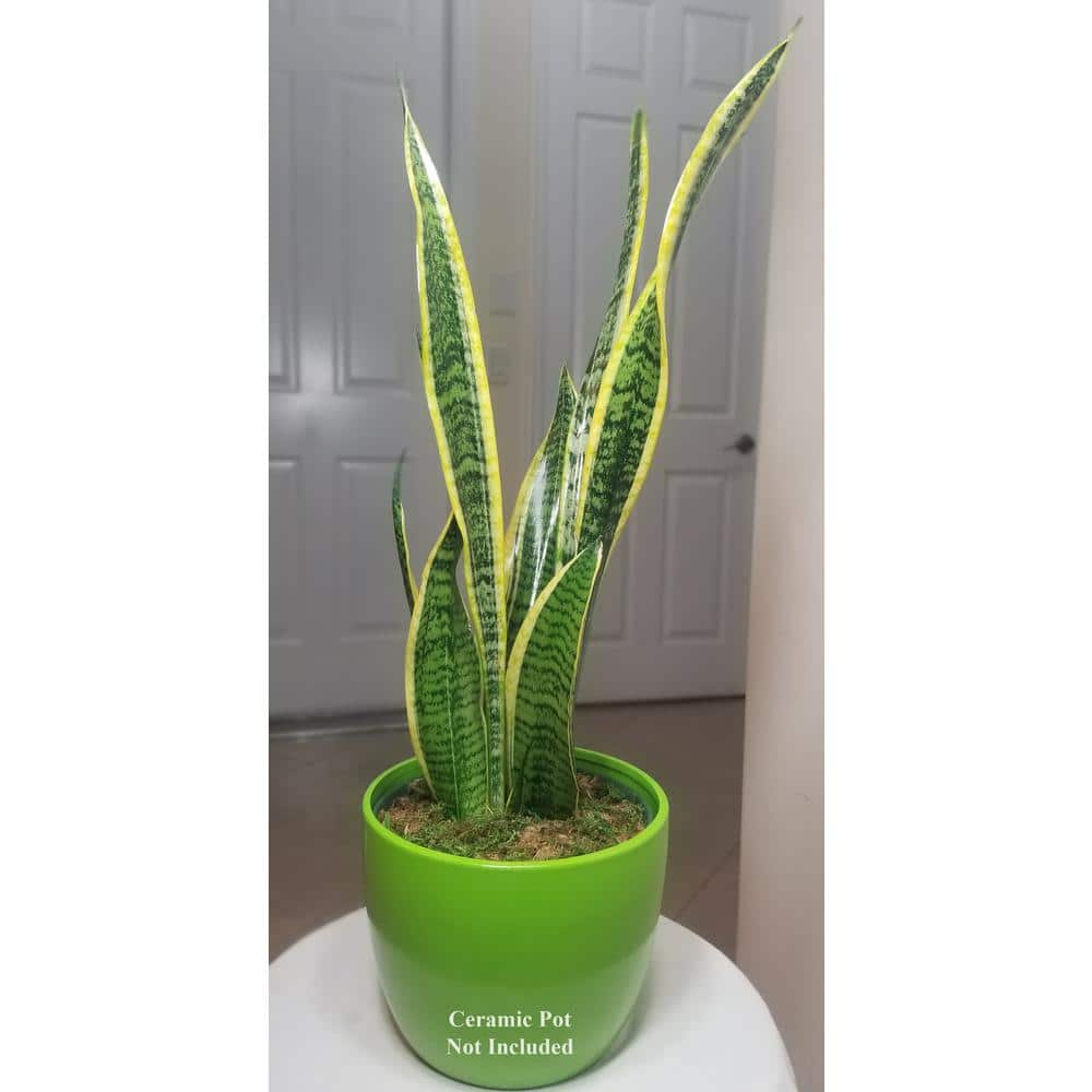 Sansevieria Snake Plant in 6 in. Growers Pot SanYel006