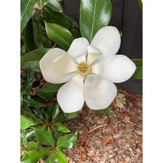 7 Gal. Kay Parris Southern Magnolia Evergreen Tree MAGKAY07G