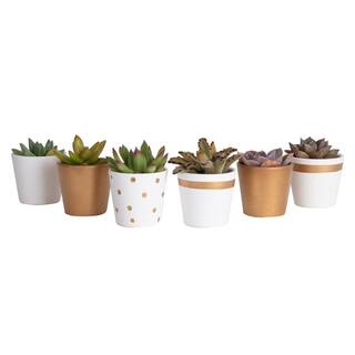 Costa Farms Mini Indoor Succulent Plants in 2 in. Ceramic Pots and Tray Avg. Shipping Height 2 in. Tall (48-Pack) CO.2SUCTRAY48