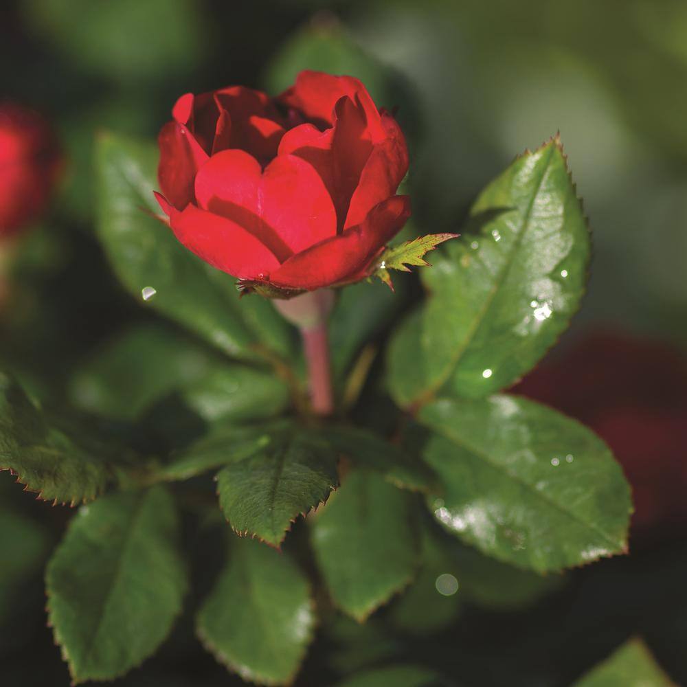 KNOCK OUT 1.5 Gal. Petite Knock Out Rose Bush with Red Flowers 13417