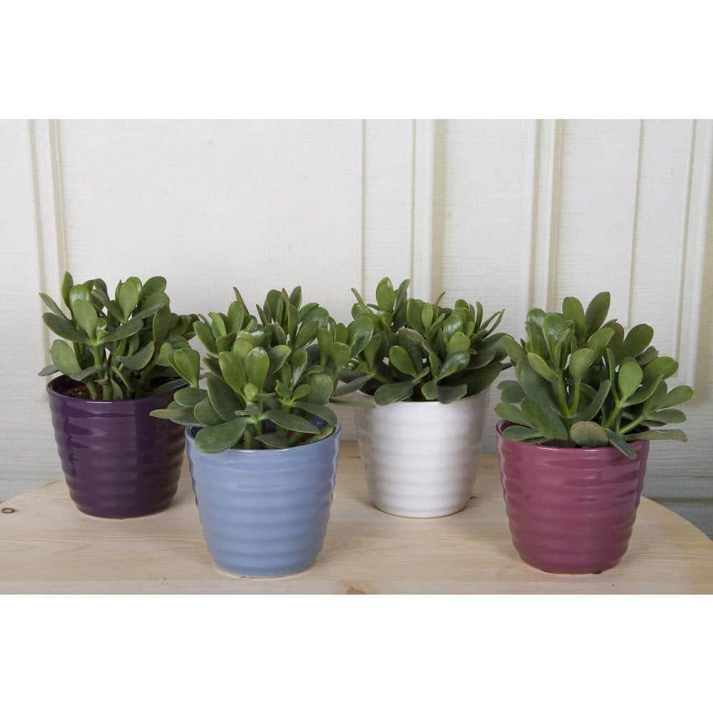 Costa Farms Jade Crassula Indoor Succulent Plants in 4 in. Grower Pot Avg. Shipping Height 7 in. Tall (2-Pack) CO.CJ04.3.GP