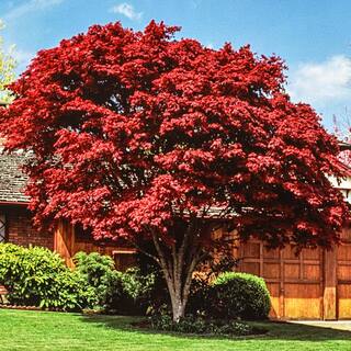 Spring Hill Nurseries 2.25 Gal. Pot Bloodgood Japanese Maple Ornamental Tree (1-Pack) 91653