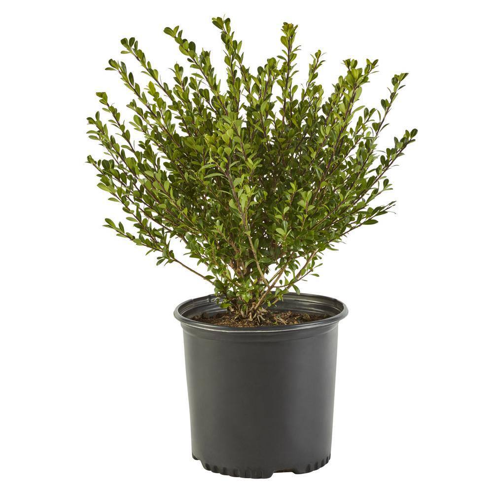 Baucom's 3 Gal. Compacta Holly (Illex) Evergreen Shrub 14150