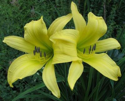 Classy Groundcovers - Hemerocallis 'Hyperion'  {25 Bare Root Plants}