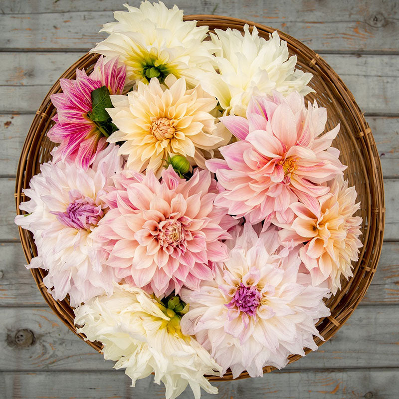 Dahlia Bulbs (Dinnerplate) - Shiloh Noelle - 2 Bulbs， Purple， Attracts Pollinators， Cut Flower Garden， Easy to Grow and Maintain， Fast Growing