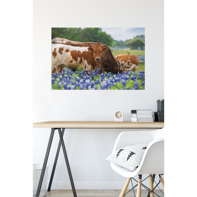 Trends International Texas Longhorns Unframed Wall Poster Prints