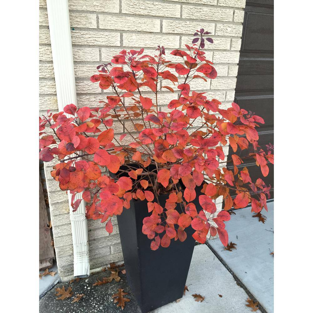 PROVEN WINNERS 1 Gal. Winecraft Black Smokebush (Cotinus) Live Shrub Rich Purple to Orange Foliage COTPRC1026101