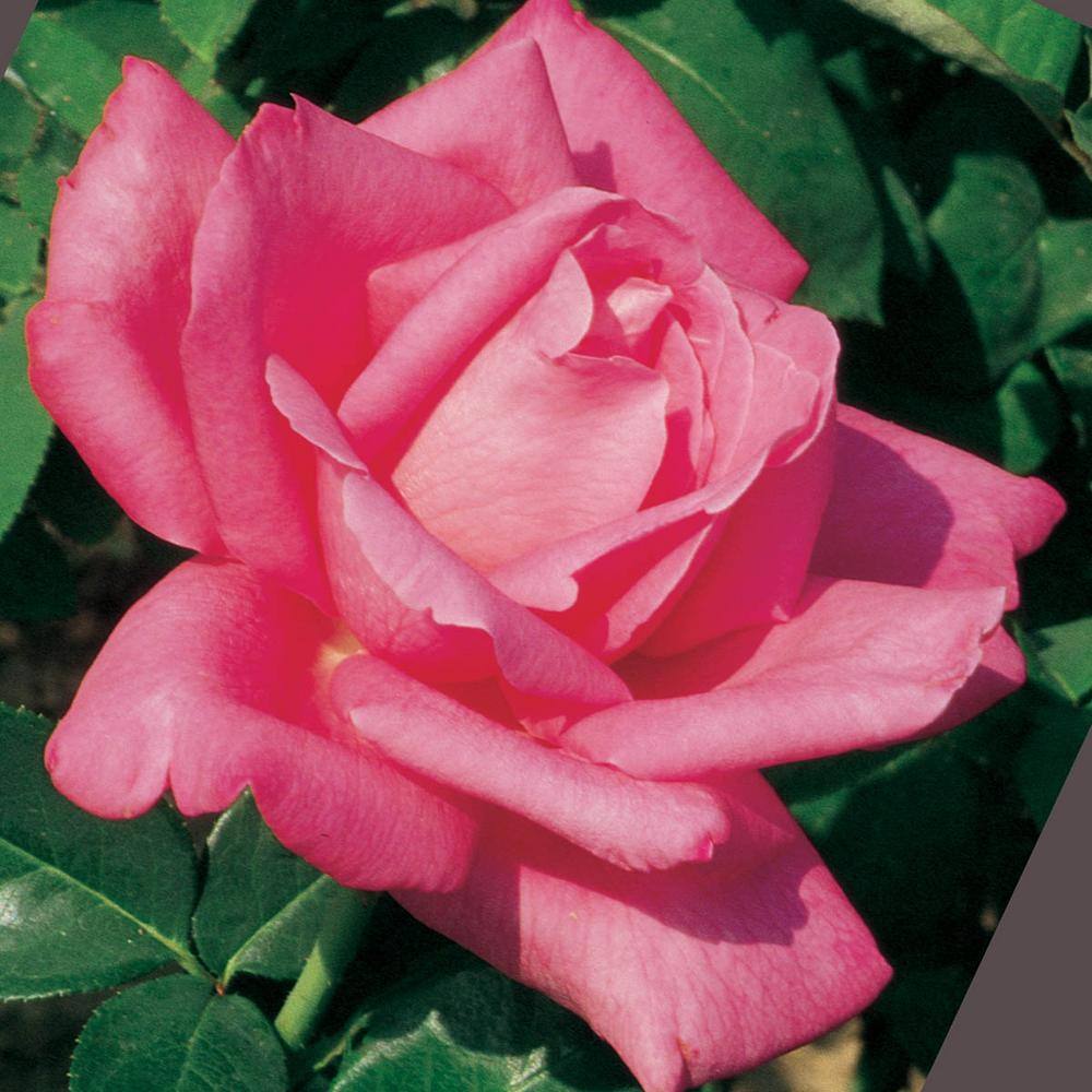 Spring Hill Nurseries Perfume Delight Hybrid Tea Rose Dormant Bare Root Plant with Pink Color Flowers (1-Pack) 86306