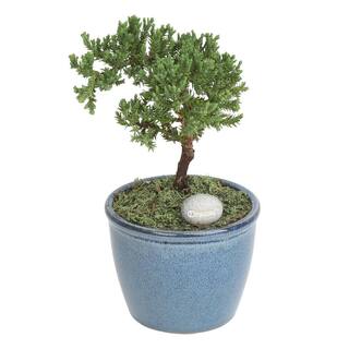 Costa Farms Bonsai Medium Plant in Deco Pot BD08S