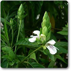 Adulsa, Malabar Nut - Plant