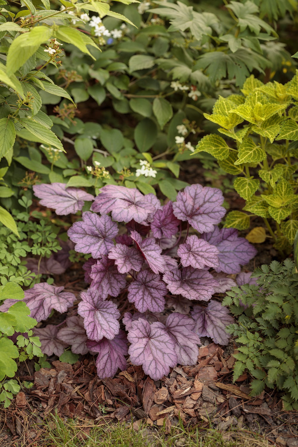 4.5 in. Qt. Primo Wild Rose Coral Bells (Heuchera) Deep Purple Foliage Live Plant