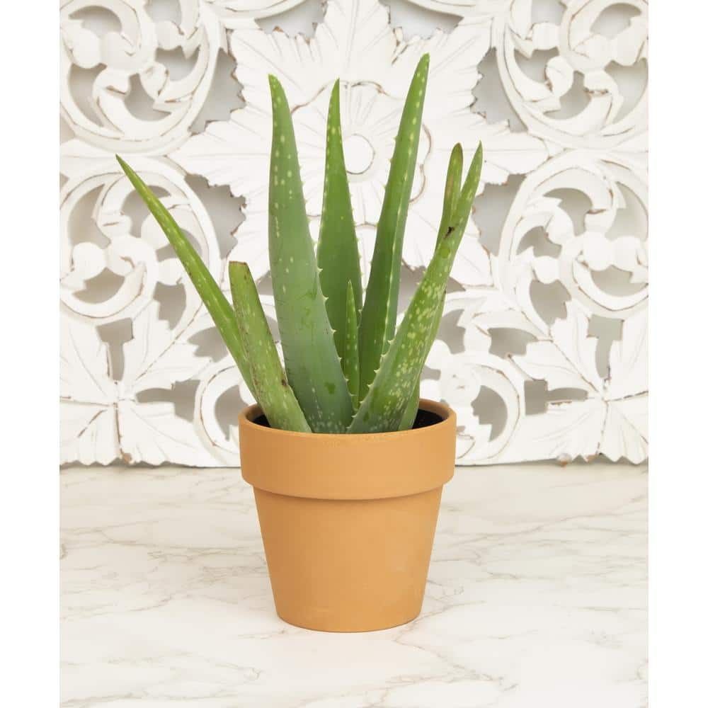 ALTMAN PLANTS 9 cm Aloe Vera Succulent In Terra Cotta Clay Pot 0872524