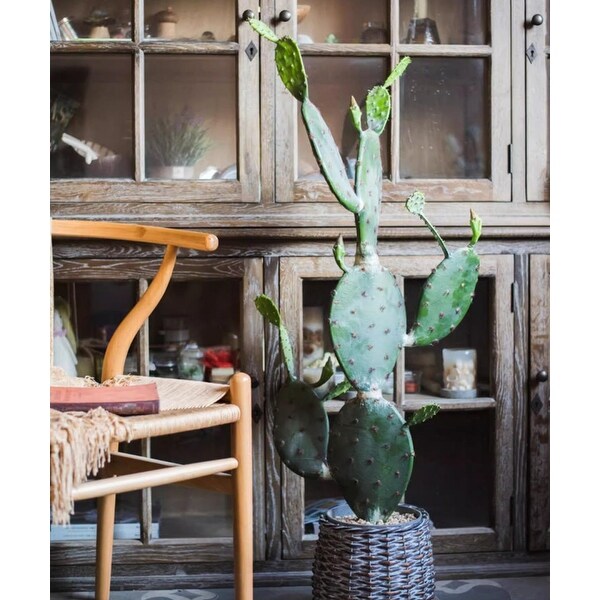 RusticReach Artificial Cactus in Pot Various Styles