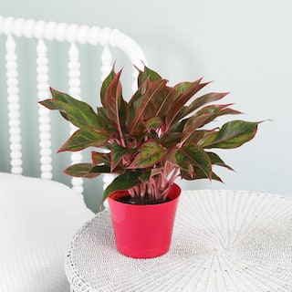 Costa Farms Aglaonema Creta Indoor Plant in 6 in. Grower Pot Avg. Shipping Height 1-2 ft. Tall 6AGCRETA