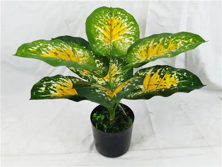 YD8735 1 Heavy shade tolerant colorful leaf natural foliage plants elephant ear caladium bicolor artificial bonsai