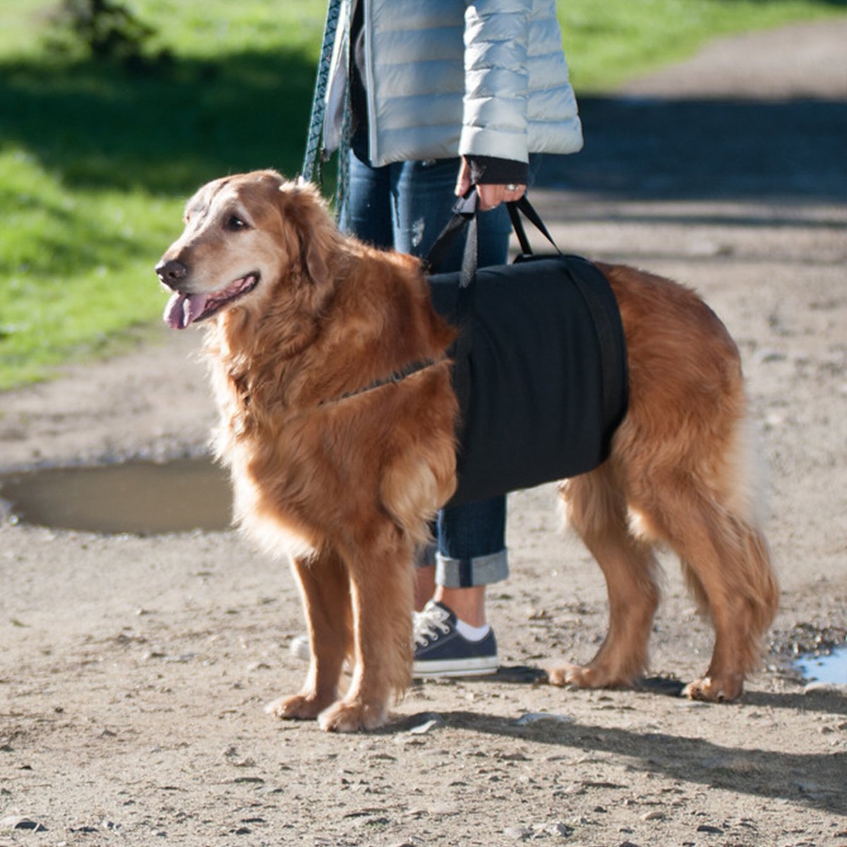 WALKABOUT Walkabelly Support Sling Dog Harness