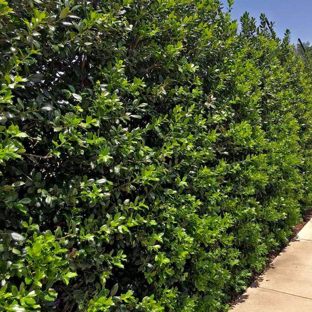 FLOWERWOOD 2.5 Gal - Nellie R. Stevens Holly Shrub(Ilex) Live Evergreen Shrub Glossy Foliage with Bright Berries 31293FL