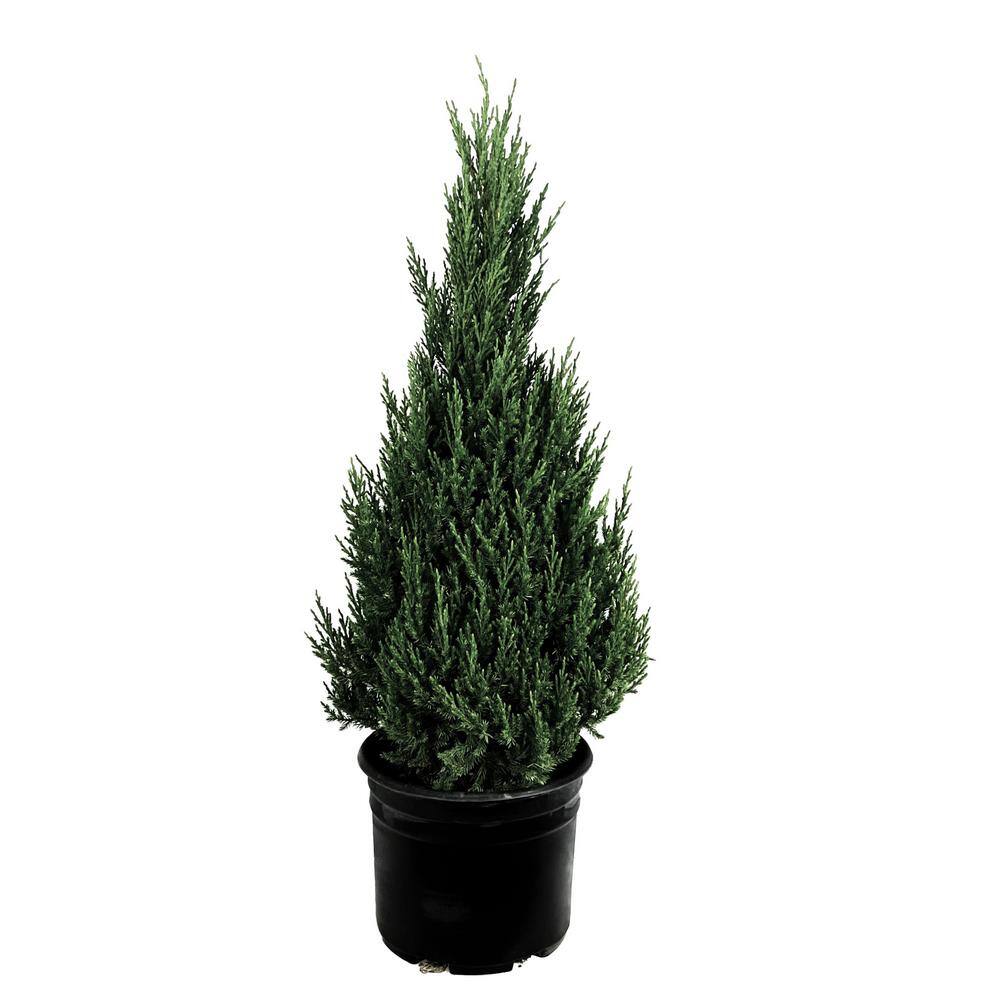 2.25 Gal. Blue Point Juniper Evergreen Live Tree O486503