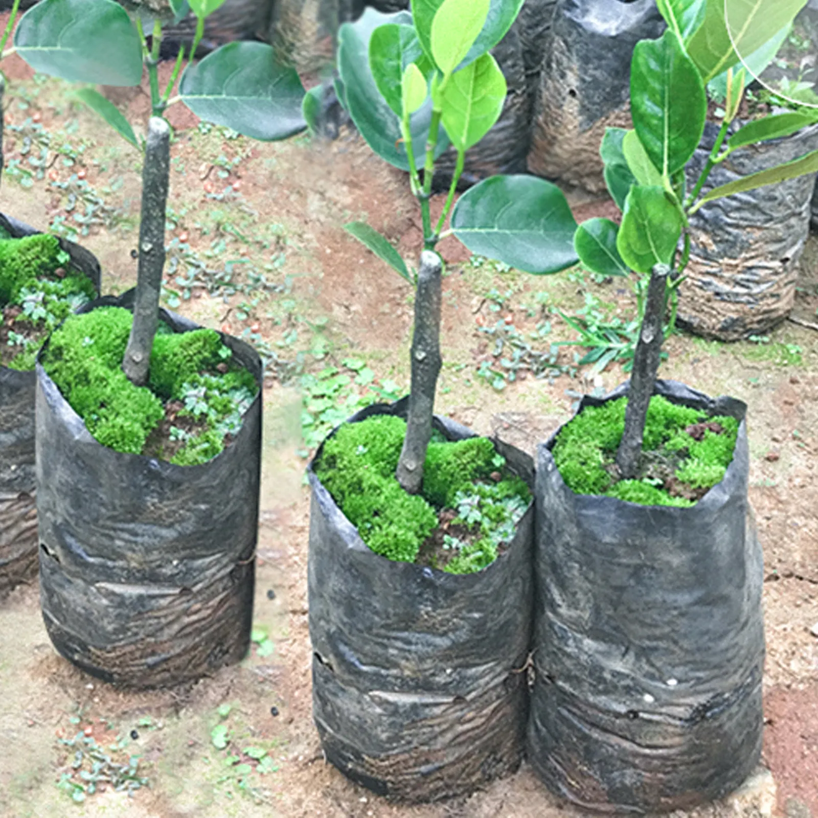 100Pcs Thicken PE Seedling Bag Fruit Tree Seeds Seedling Cup Bonsai Planting Growing Nursery Bags Greenhouse For Garden Supplies