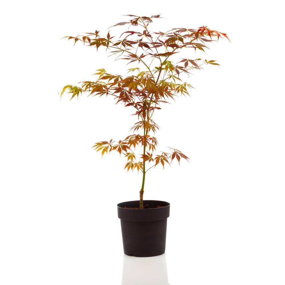 Online Orchards 1 Gal. Bloodgood Japanese Maple Tree - Dark Red Leaves Cold Hardy Bright Fall Color SBAP001