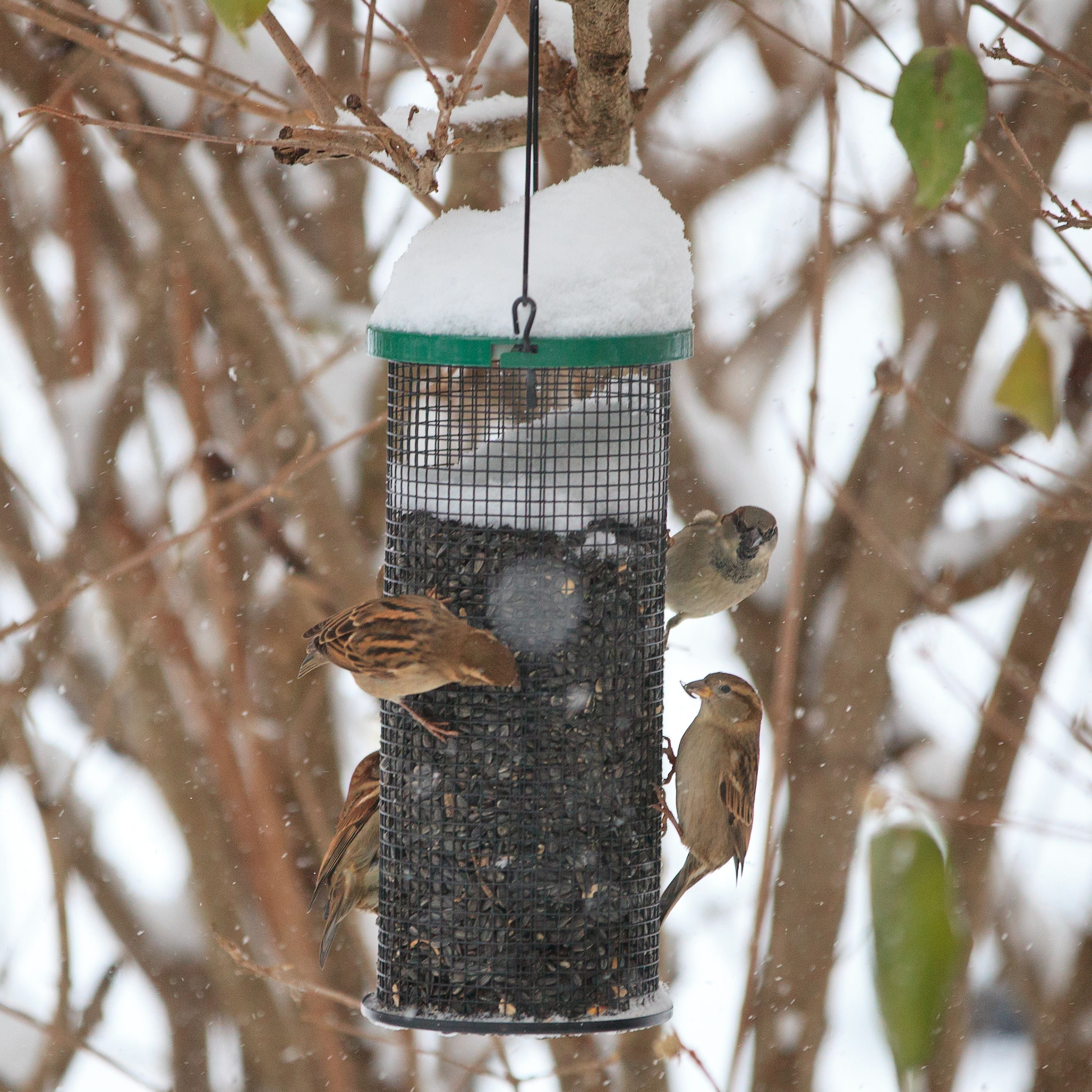 Perky-Pet 3 lb Sunflower Mesh Bird Feeder