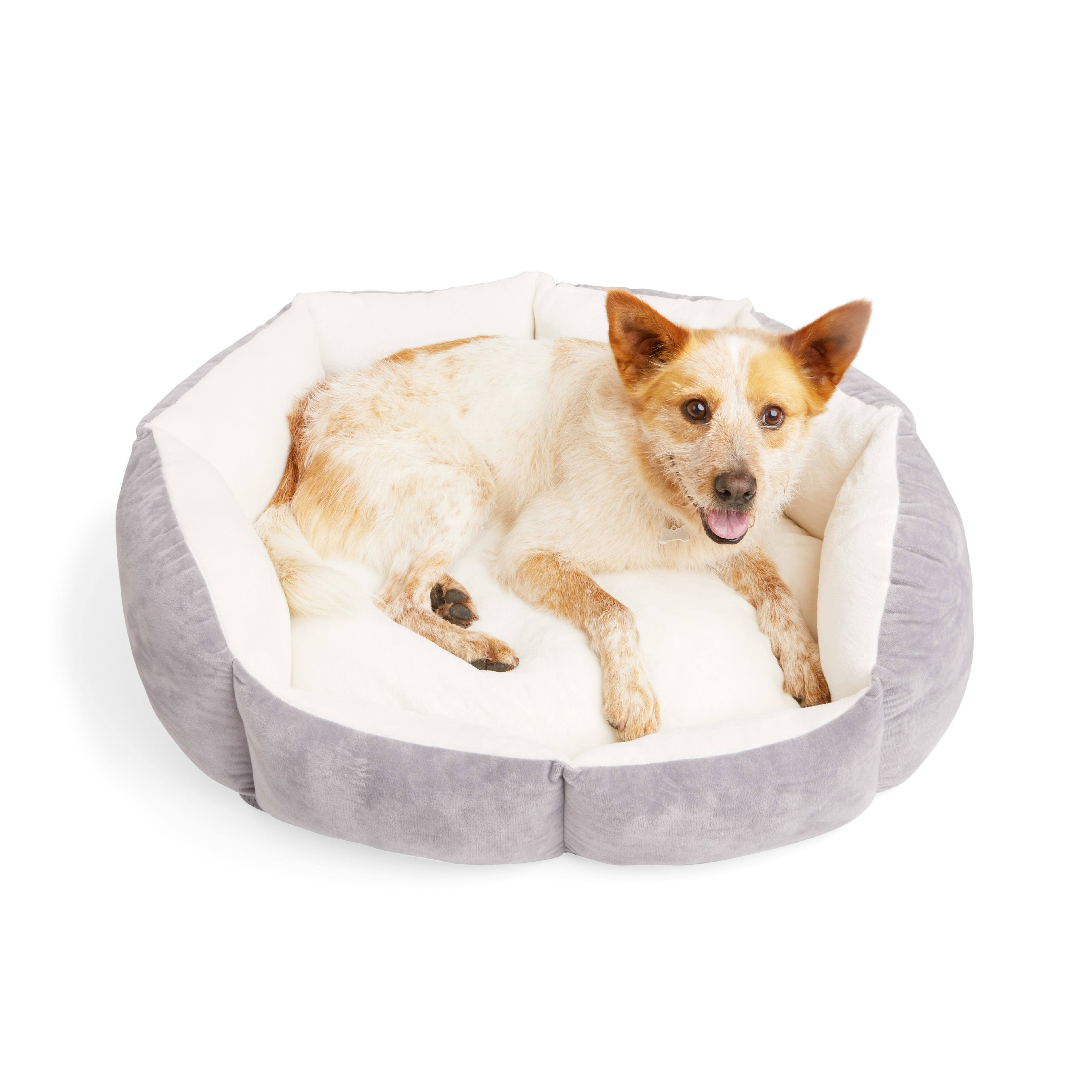 EveryYay Lavender Orthopedic Dog Bed， 20