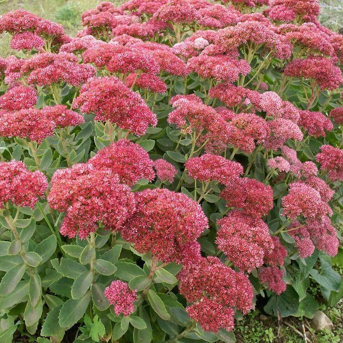 Autumn Fire Sedum