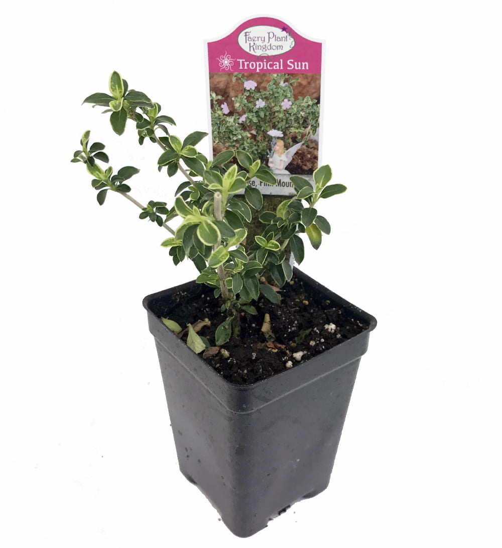 Pink Mountain Serissa Tree - 2.5