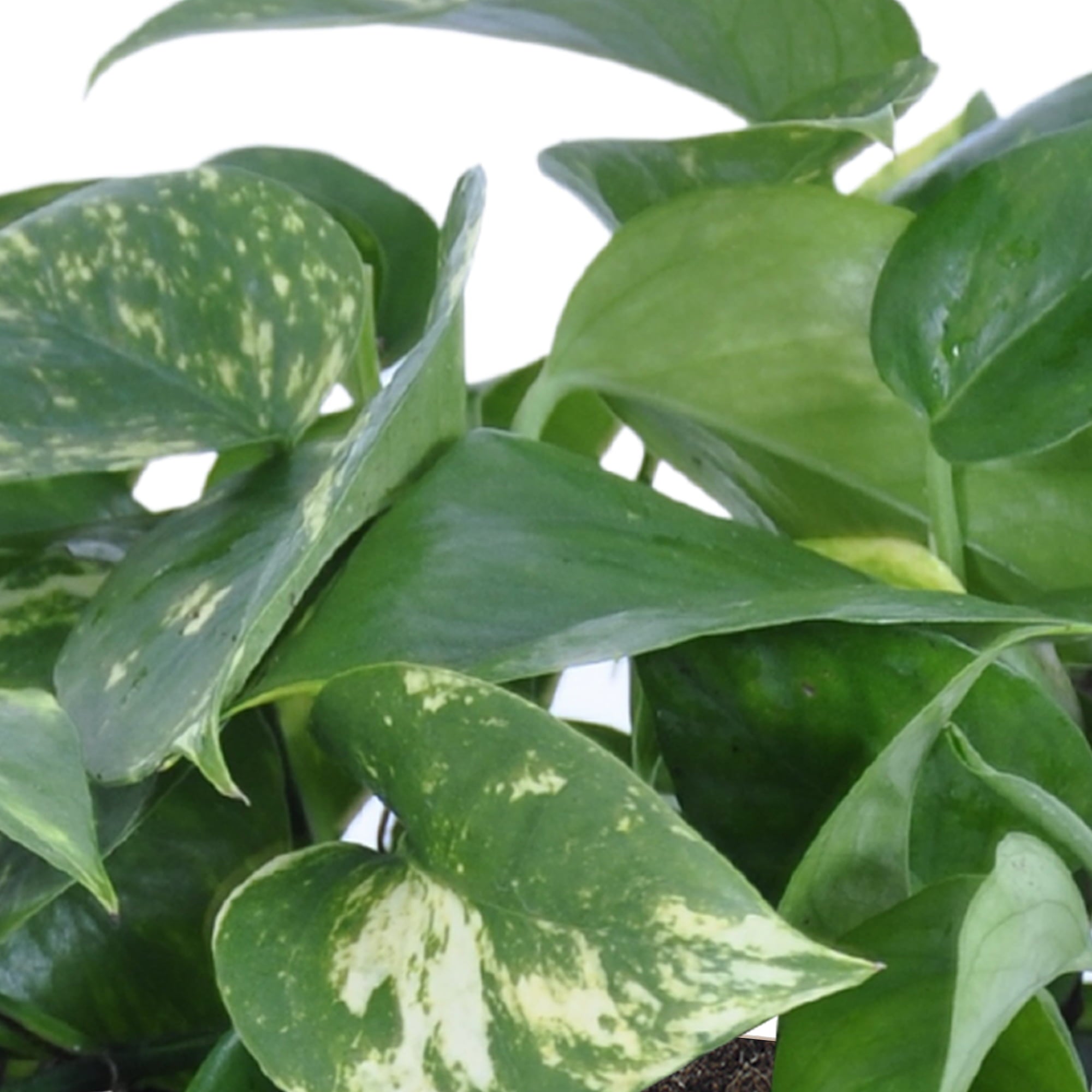 United Nursery Live Golden Pothos Houseplant 12-14in Tall in 6 inch Cream Bayside Decor Pot