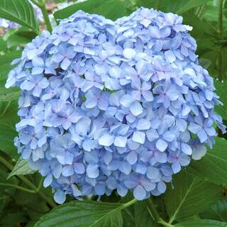 SOUTHERN LIVING 3 Gal. Big Daddy Hydrangea(Macrophylla) Live Deciduous Shrub Pink or Blue Mophead Blooms 25413
