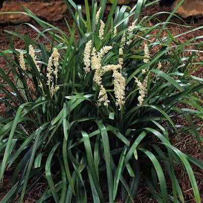 Classy Groundcovers - Liriope muscari 'Monroe White' Liriope muscari 'Monroe's #1' {25 Bare Root Plants}