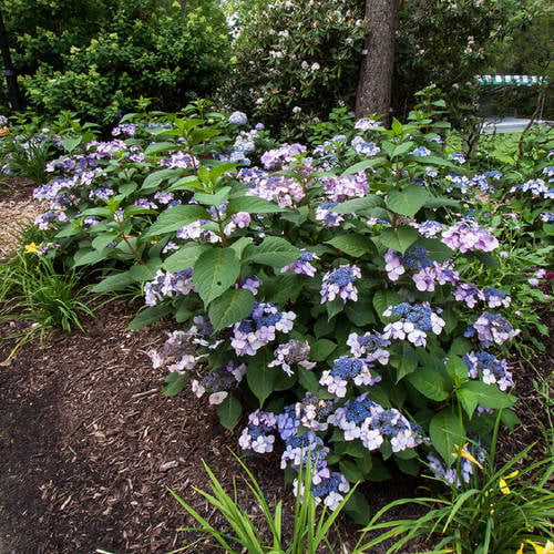 Twist-n-Shout Endless Summer Hydrangea (1 Gallon) Flowering Deciduous Shrub with Deep Pink or Periwinkle Blue Lace-Cap Blooms - Part Sun Live Outdoor Plant